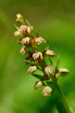 Close up photo of Coeloglossum viride, the frog orchid on blurry green background. Haus im Ennstal, Austria, Europe. clipart