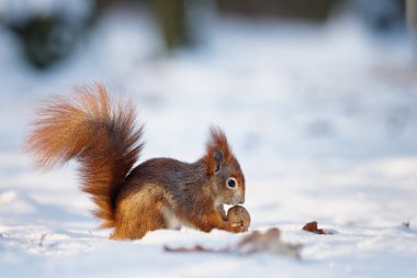 A squirrel holding a walnut in its paws with snow in the background. Winter landscape. Lesopark Stepanka, Mlada Boleslav, Czech republic. clipart