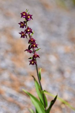 Epipactis atrorubens, koyu kırmızı helleborine ya da kraliyet helleborininin yakın plan fotoğrafı.