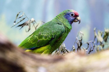 The red-tailed amazon (Amazona brasiliensis). Prague zoo, Czech republic. clipart