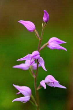 Yeşil zemin üzerinde orkide kırmızısı helleborine (Cephalanthera rubra).