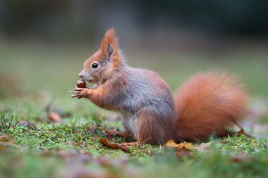 Close up photo of a squirrel holding a nut on green blurry background. Lesopark Stepanka, Mlada Boleslav, Czech republic.