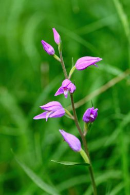 Yeşil zemin üzerinde orkide kırmızısı helleborine (Cephalanthera rubra).