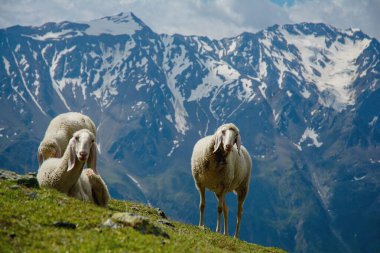 Arka planda karlı bir dağ olan Tyrolean Alplerinde bir çayırda koyun. Avusturya 'daki Tztal Alplerinde koyunlar. Yazın Alpler.