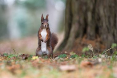 Close up photo of a squirrel with forest background. Lesopark Stepanka, Mlada Boleslav, Czech republic. clipart