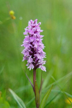 Yeşil bulanık arkaplan ile Dactylorhiza maculata (fundalık orkide veya bozkır benekli orkide) yakın fotoğraf.