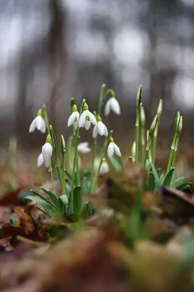 stock image Close up photo of the common snowdrop (Galanthus nivalis) with blurry background.