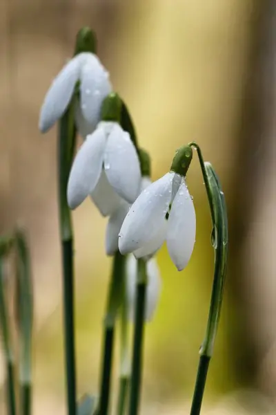 stock image Close up photo of the common snowdrop (Galanthus nivalis) with blurry background.