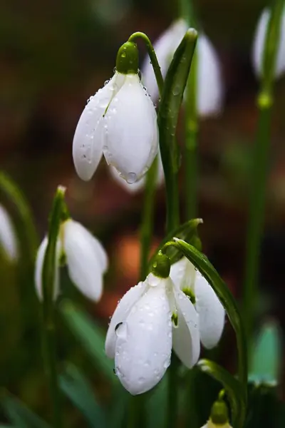 stock image Close up photo of the common snowdrop (Galanthus nivalis) with blurry background.