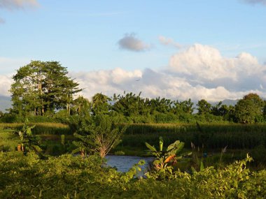 Bogani Nani Wartabone Milli Parkı, Sulawesi, Endonezya, Asya.