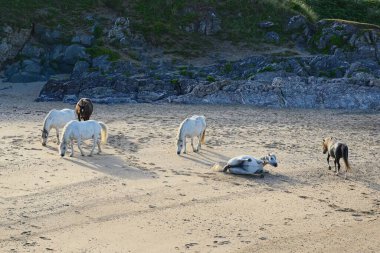 Anglesey 'deki Newborough sahilindeki atlar. Anglesey 'de bir plaj. Galler 'de plaj. Kumsaldaki vahşi atlar. Newborough 'da deniz kenarında. Beyaz ve kahverengi atlar.