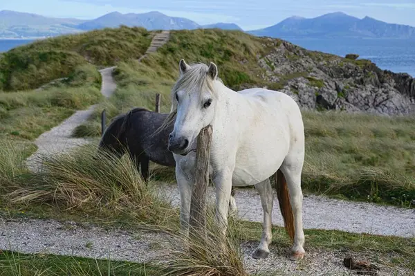 stock image Horses near Newborough beach in Anglesey. Beach in Anglesey. Beach in Wales. Close up photo of a white horse with hills in the background.