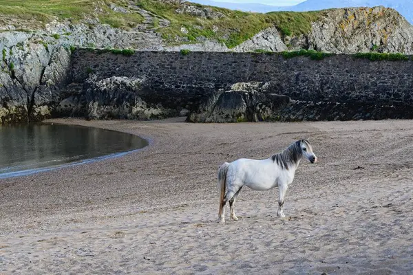 stock image White horse standing on Newborough beach in Anglesey, Wales.