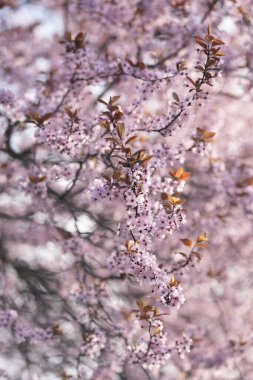 Prunus Cistena 'nın yakın çekimi. Bir bahar pembe çiçek ağacının dallarının dikey fotoğrafı.