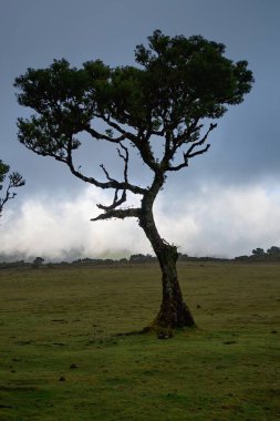 Fanal, Antik Laurisilva Ormanı, Madeira, Portekiz. UNESCO. Defne ağacı ormanındaki yaşlı defne ağacının manzarası.