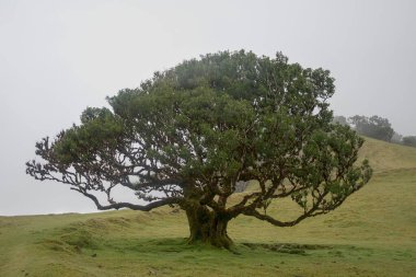 Fanal, Antik Laurisilva Ormanı, Madeira, Portekiz. UNESCO. Defne ağacı ormanındaki yaşlı defne ağacının manzarası.