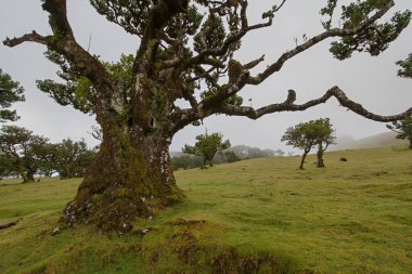 Fanal, Antik Laurisilva Ormanı, Madeira, Portekiz. UNESCO. Defne ağacı ormanındaki yaşlı defne ağacının manzarası.