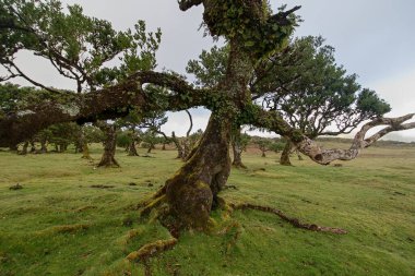 Fanal, Antik Laurisilva Ormanı, Madeira, Portekiz. UNESCO. Defne ağacı ormanındaki yaşlı defne ağacının manzarası.