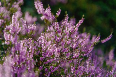 Bulanık arkaplanda bulunan ortak kenevir (Calluna vulgaris) fotoğrafını kapat.