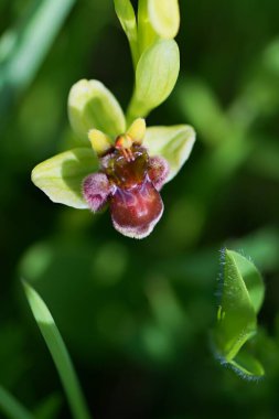 Close up photo of Bumblebee orchid (Ophrys bombyliflora), Gargano, Italy, Europe. clipart