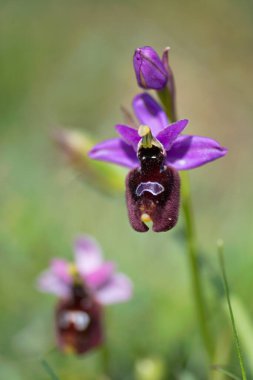 Ophrys Bisscutella 'nın yakın çekimi. Gargano, İtalya, Avrupa.