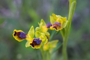 Ophrys sicula, Monte Saraceno, Gargano, İtalya ve Avrupa 'nın yakın çekimleri.