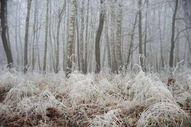 Huş ağacında donmuş çimenler. Çek Merkez İskoçya 'sında kış manzarası.