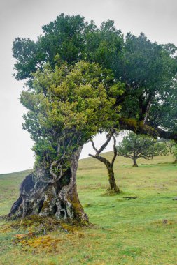 Fanal, Antik Laurisilva Ormanı, Madeira, Portekiz. UNESCO. Defne ağacı ormanındaki yaşlı defne ağacının manzarası.