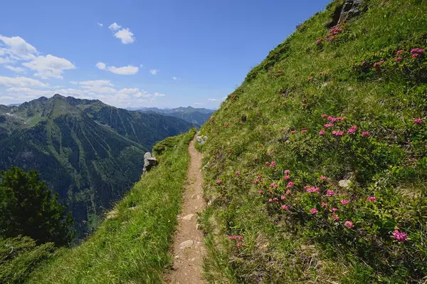 Dağ yolu yaz aylarında Alpler manzaralı alp gülleriyle kaplıydı. Haus im Ennstal, Avusturya, Avrupa. 
