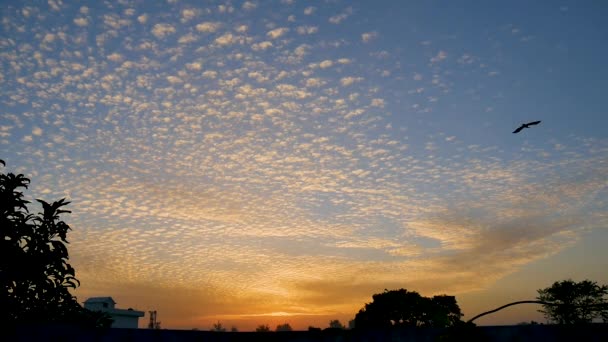 Птахи Літають Заході Сонця Красивими Розсіяними Хмарами — стокове відео