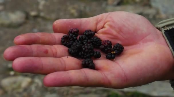Μαύρο Βατόμουρο Rubus Occidentalis Μαύρο Κόσμημα Από Τους Λόφους Του — Αρχείο Βίντεο