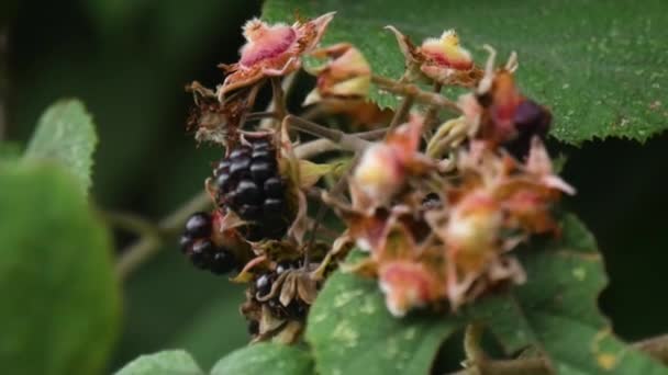 Svarta Hallon Rubus Occidentalis Eller Svarta Pärlor Från Nepals Kullar — Stockvideo