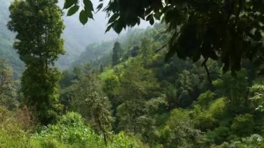 Nepal 'deki bir tepede ağaçlar ve bitkilerle dolu yeşil orman.