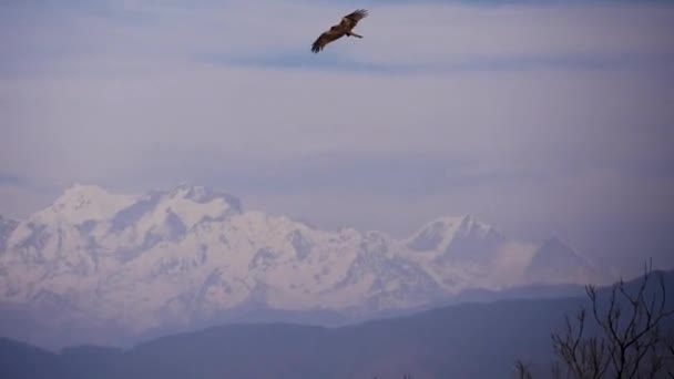 Orel Letí Modré Obloze Nad Kathmandu Údolí Některými Horami Pozadí — Stock video