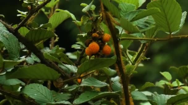Ovoce Thuan Rubus Eliptický Nebo Ainselu Nebo Zlatá Věčně Zelená — Stock video