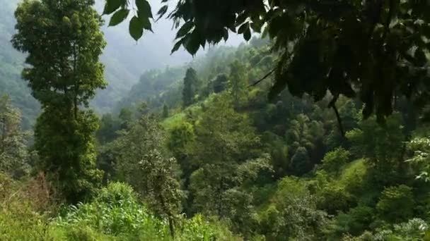 Foresta Verde Piena Alberi Piante Una Collina Situata Nepal — Video Stock