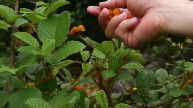 Thuan Rubus eliptikus veya ainselu veya altın ahududu veya altın Himalaya ahududu veya Nepal tepelerinden sarı Himalaya ahududu topluyorum..