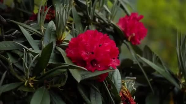 Rhododendron Flor Flor Nacional Nepal Também Conhecido Como Laliguras Gurans — Vídeo de Stock