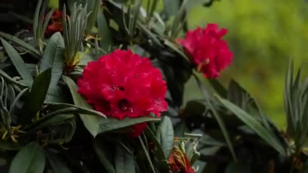 Rhododendron Flower Locally Called Laliguras Glowing Red Green Nature Hills — Stock Video