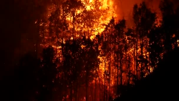 大きな森林火災が木を燃やしている 自然の生息地を破壊する野火 山火事の素晴らしい映像と自然の激しさ 森林や茂み火に広がる山火事 — ストック動画