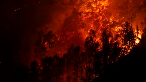 Gros Feu Forêt Brûlant Des Arbres Les Feux Forêt Détruisent — Video