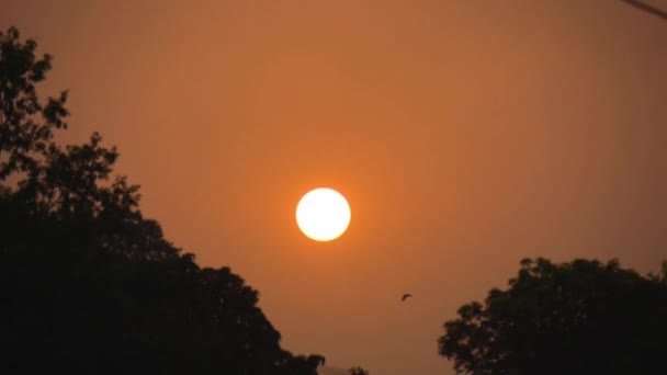 Μακρινό Σουτ Ενός Πορτοκαλί Ηλιοβασιλέματος Ένα Πουλί Που Πετάει Απόσταση — Αρχείο Βίντεο