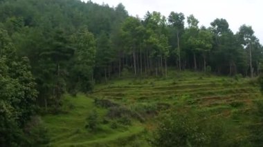 Bir tepeye doğru ilerliyoruz. Ağaçlar dizilmiş dizilmiş bir şekilde..