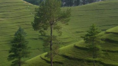Tepenin tepesindeki yeşil bir çayırda, katmanlar ve çimlerle kaplı birkaç ağacın sert manzarası. Hızlı dönüm atışı