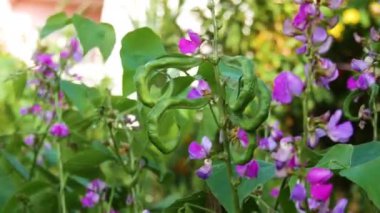 Kuşkonmaz fasulyesi ya da yeşil fasulye, çiçeğiyle birlikte ev bahçesinde yetişen sebze..