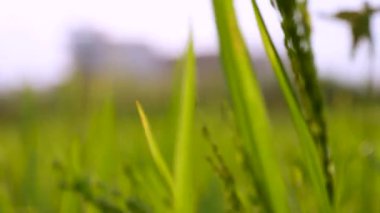 Yeşil pirinç bitkisinin yakın plan çekimi olgunlaşmış ve hasat edilmeye hazır hale gelmiş taneler ve hafif esen rüzgar..