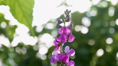 Kuşkonmaz çiçeği güneş ışığında parlayan fasulye çekirdeği..
