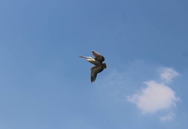 Kuşların cennetini bulduğu sınırsız gökyüzünü kucaklıyorlar..