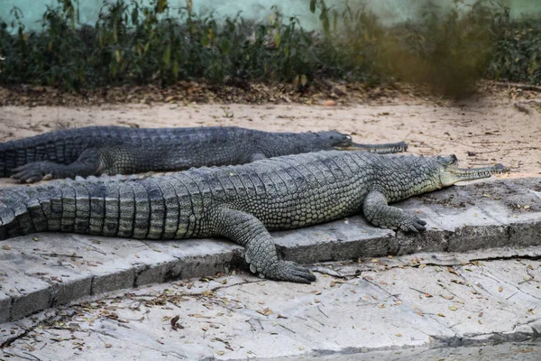 Gharial Znany Również Jako Gavial Lub Krokodyl Jedzący Ryby — Zdjęcie stockowe