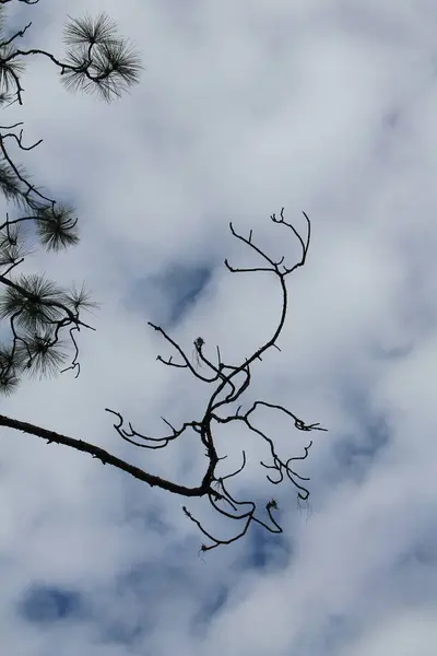 Árvore Ramos Contra Céu Azul Nuvens Brancas Fundo — Fotografia de Stock